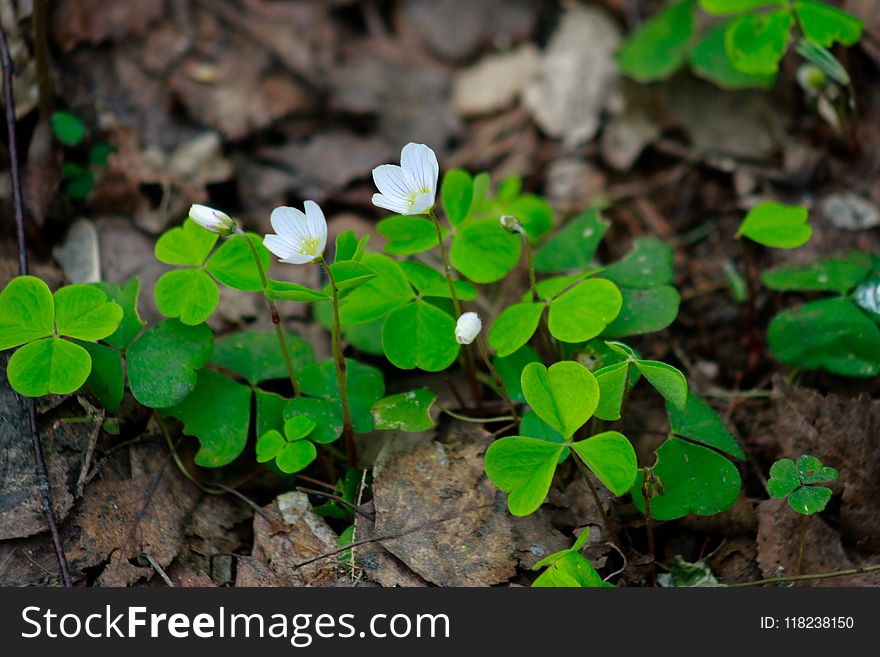 The Primroses Spring In The Woods