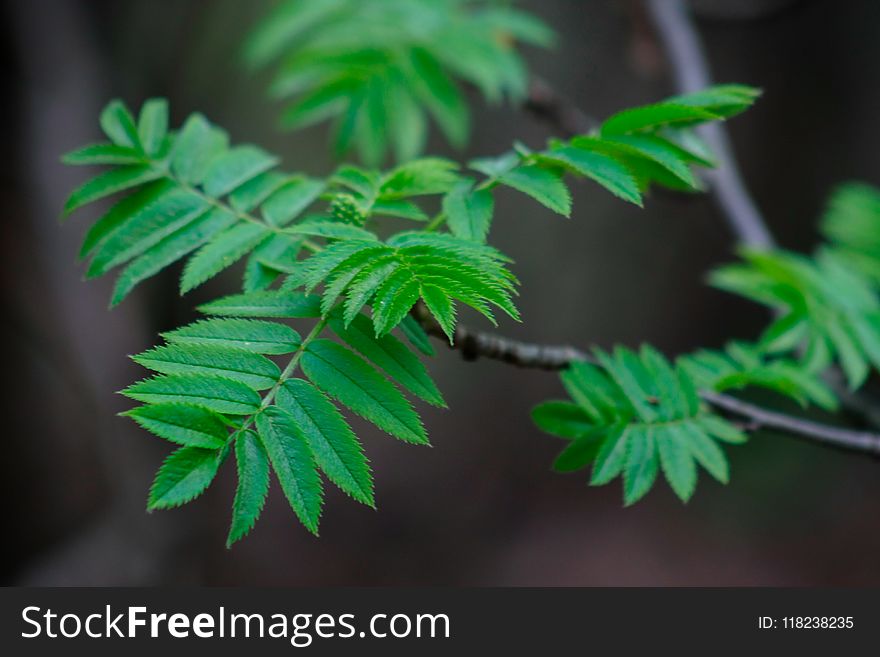 The leaves of mountain ash blossomed in the spring