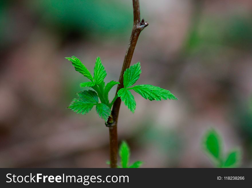 Branch With Young Leaves