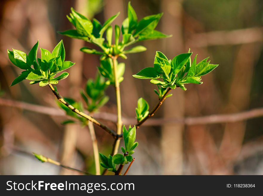 Branch With Young Leaves