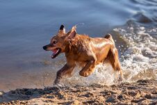 Dog Having Fun By The Water Stock Images