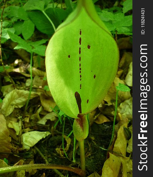 Plant, Arum, Leaf, Flora