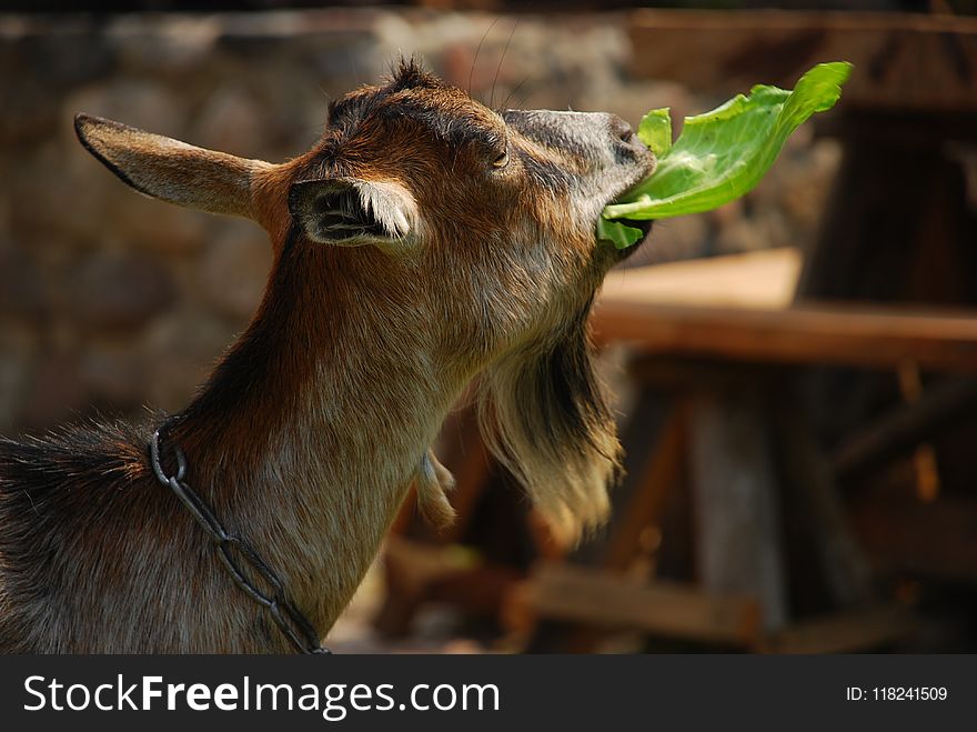 Goats, Goat, Fauna, Mammal