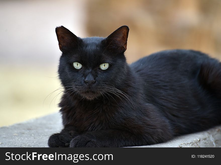 Cat, Black Cat, Black, Mammal