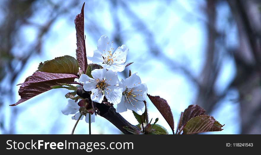 Blossom, Flower, Branch, Spring