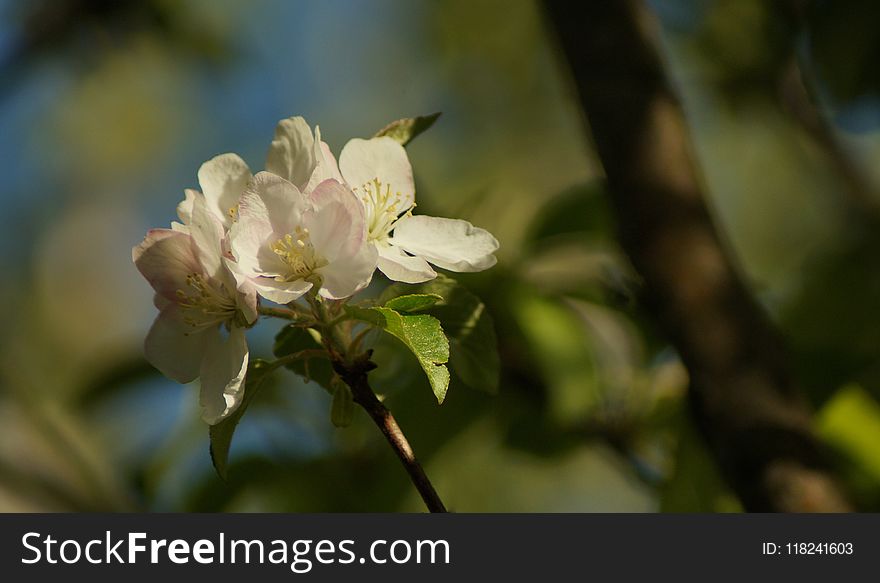 Blossom, Branch, Flower, Spring