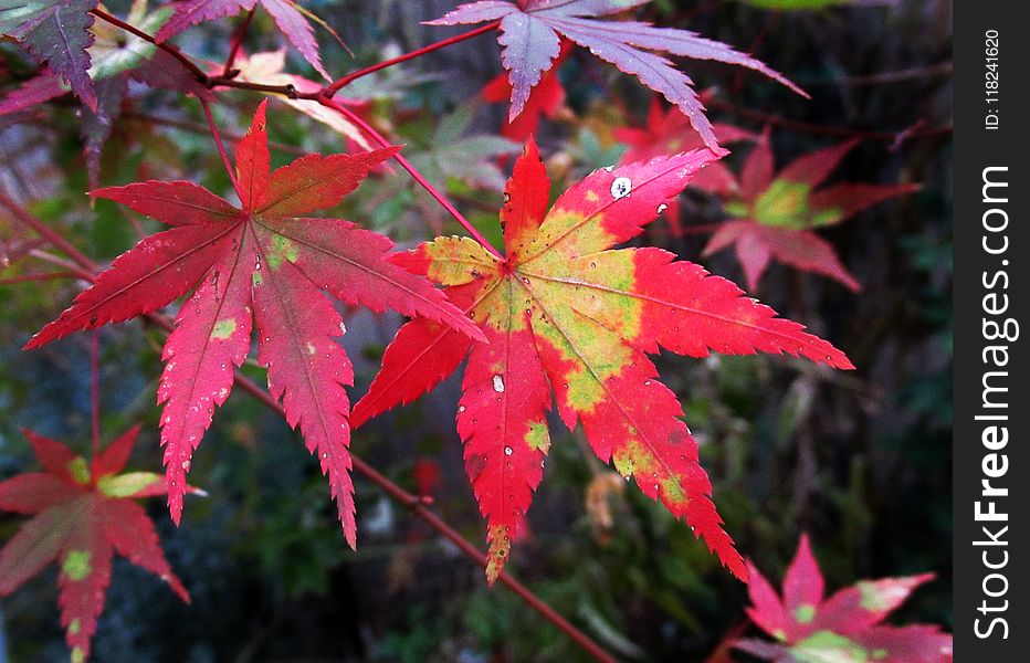 Leaf, Maple Leaf, Autumn, Plant
