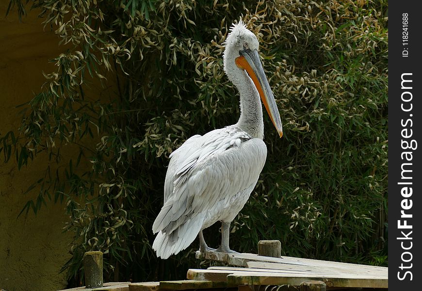 Pelican, Bird, Beak, Fauna
