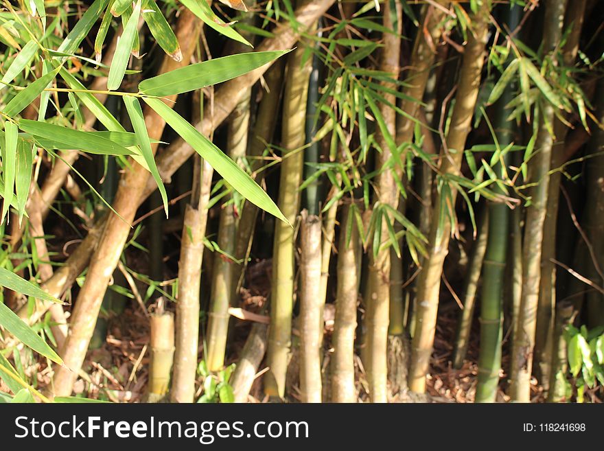 Bamboo, Grass Family, Plant Stem, Grass