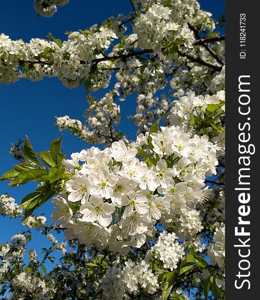 Blue, Blossom, Spring, Sky