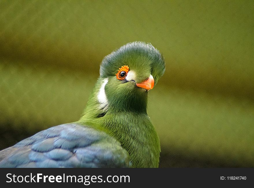 Beak, Bird, Fauna, Close Up