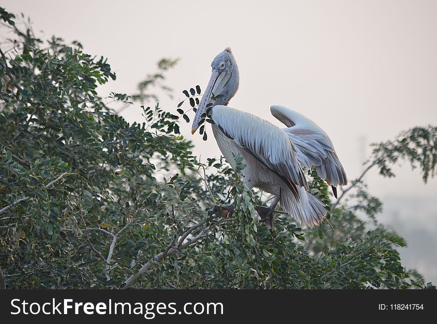 Bird, Fauna, Beak, Tree