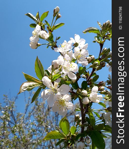 Blossom, Branch, Plant, Spring