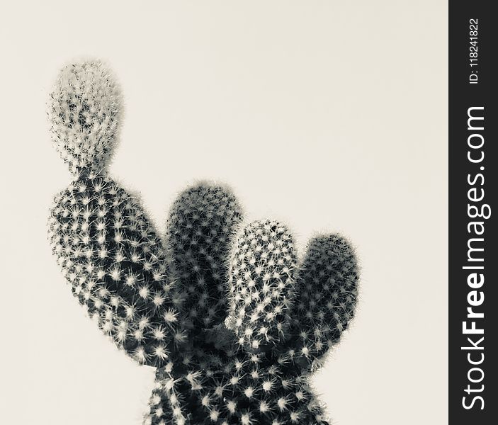 Cactus, Flowering Plant, Caryophyllales