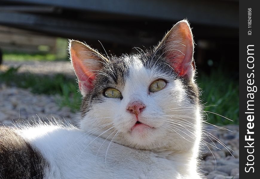 Cat, Whiskers, Fauna, Small To Medium Sized Cats