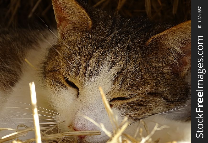 Cat, Whiskers, Fauna, Mammal