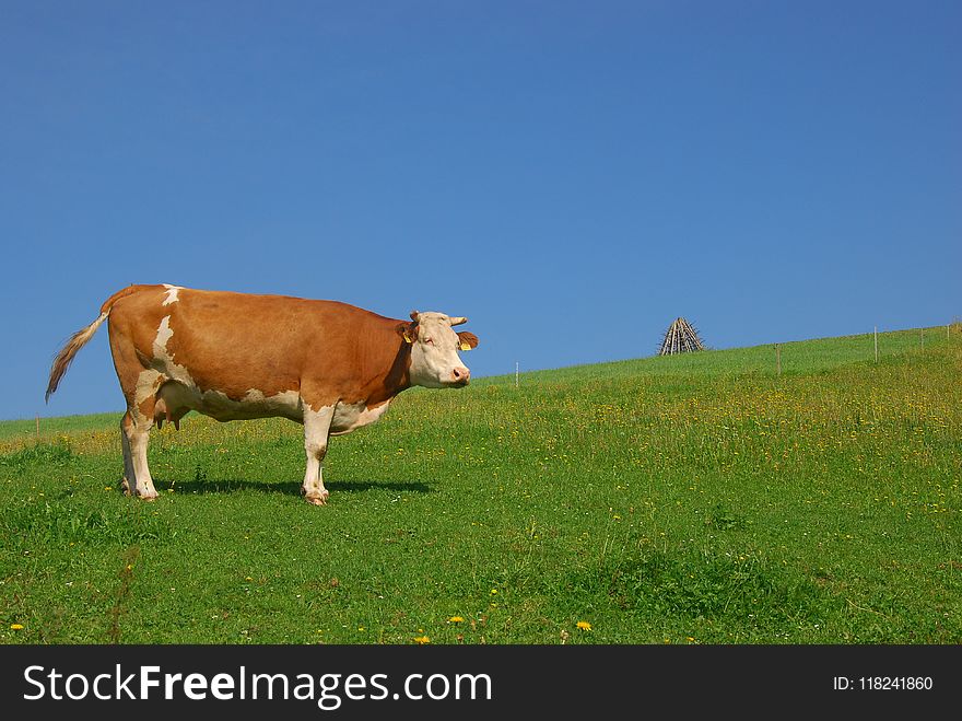 Grassland, Pasture, Grazing, Cattle Like Mammal