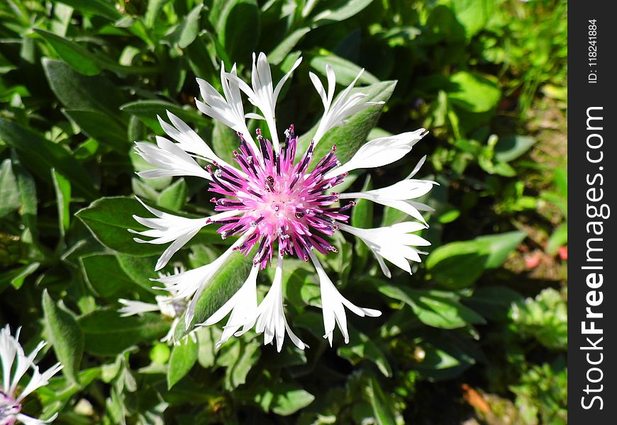 Flower, Plant, Flora, Flowering Plant