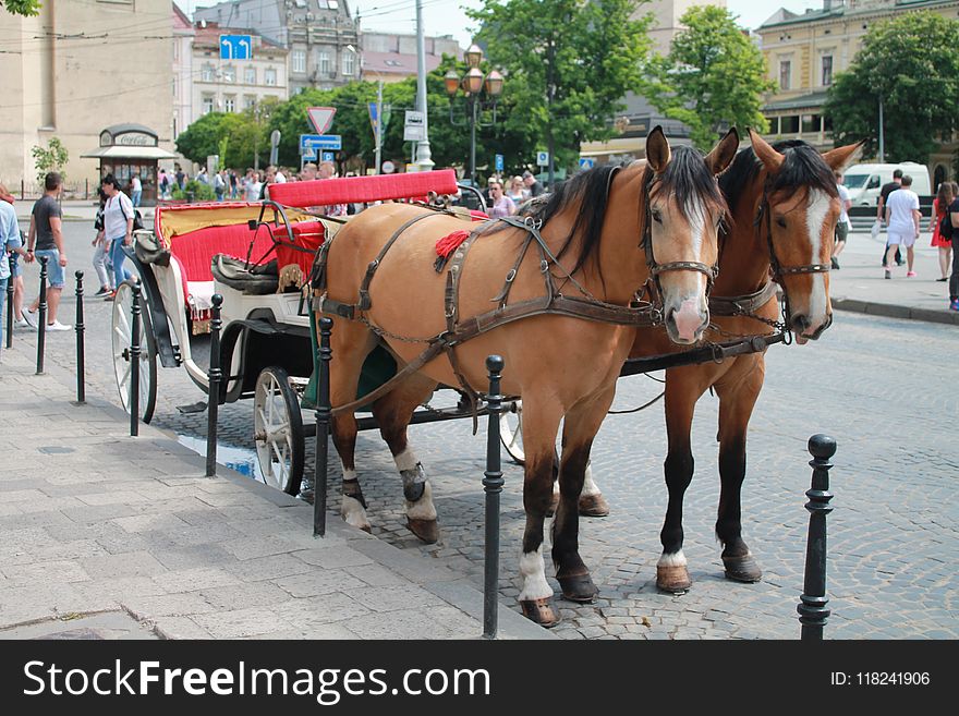 Carriage, Horse Harness, Horse And Buggy, Mode Of Transport