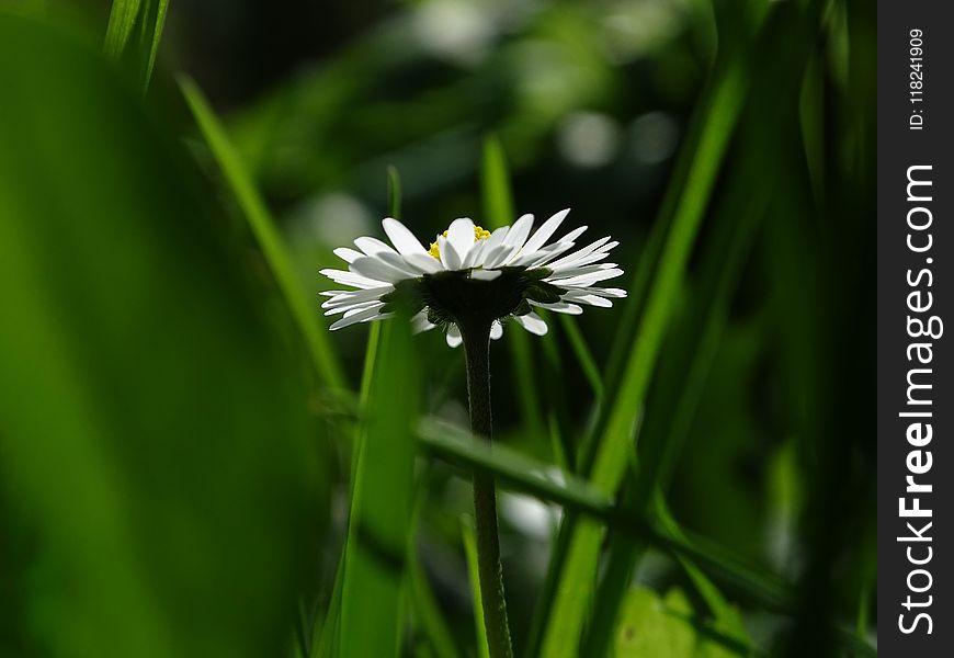 Flower, Flora, Grass, Plant