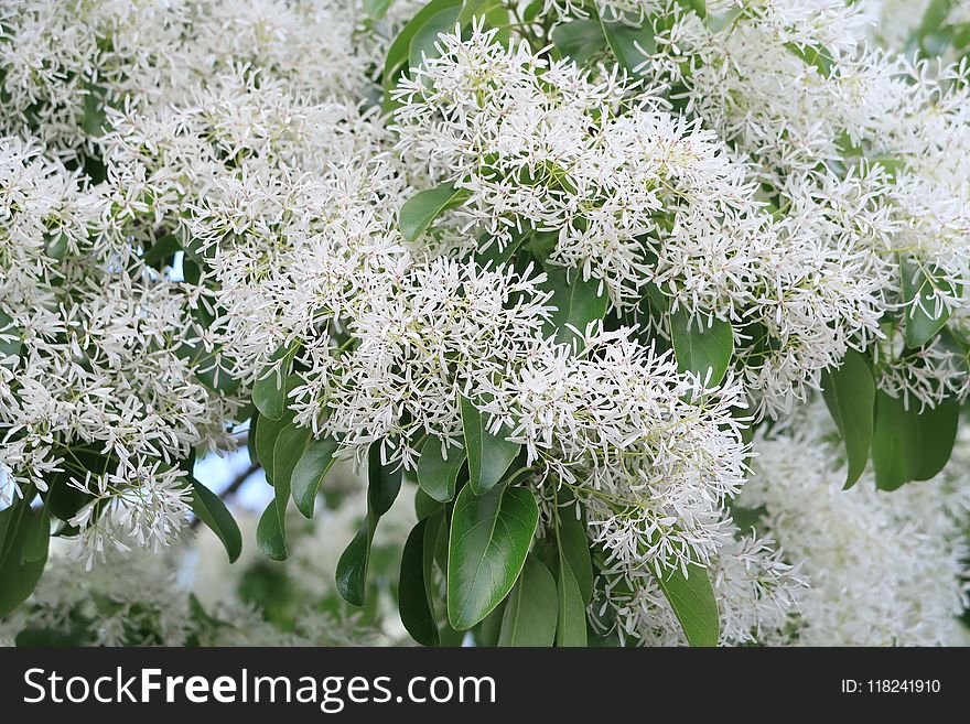 Plant, Flora, Flower, Spring