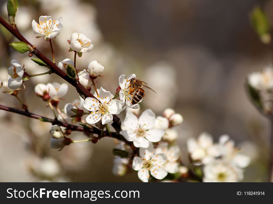 Blossom, Spring, Branch, Flora