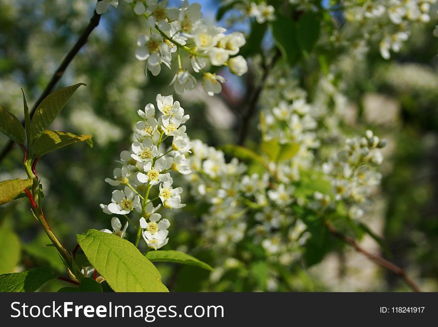 Blossom, Branch, Spring, Plant