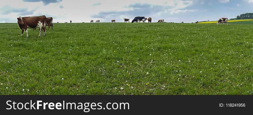 Grassland, Pasture, Grazing, Field