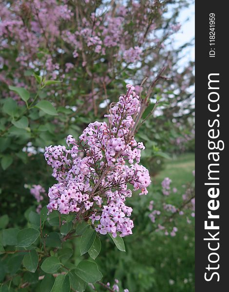 Flower, Plant, Lilac, Flowering Plant