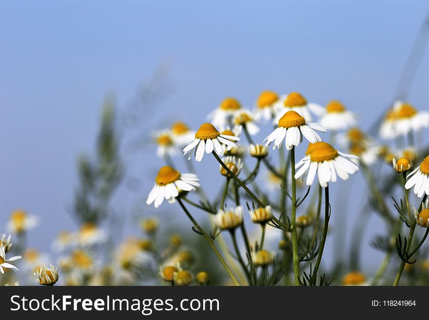 Flower, Chamaemelum Nobile, Yellow, Flora