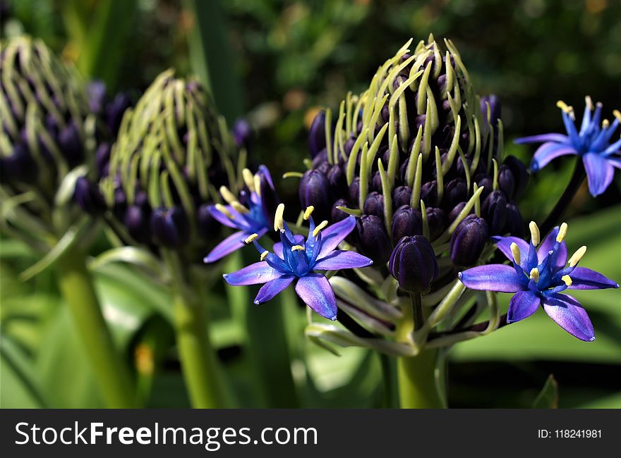 Flower, Blue, Plant, Flora