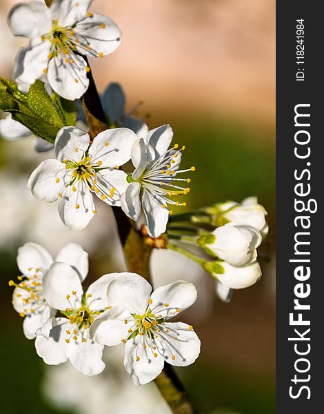 Flower, Blossom, White, Spring