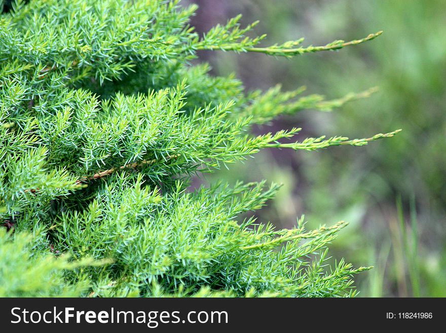 Tree, Vegetation, Plant, Conifer