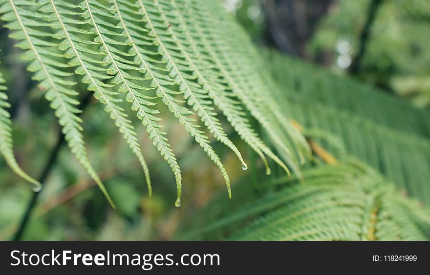 Vegetation, Leaf, Close Up, Plant