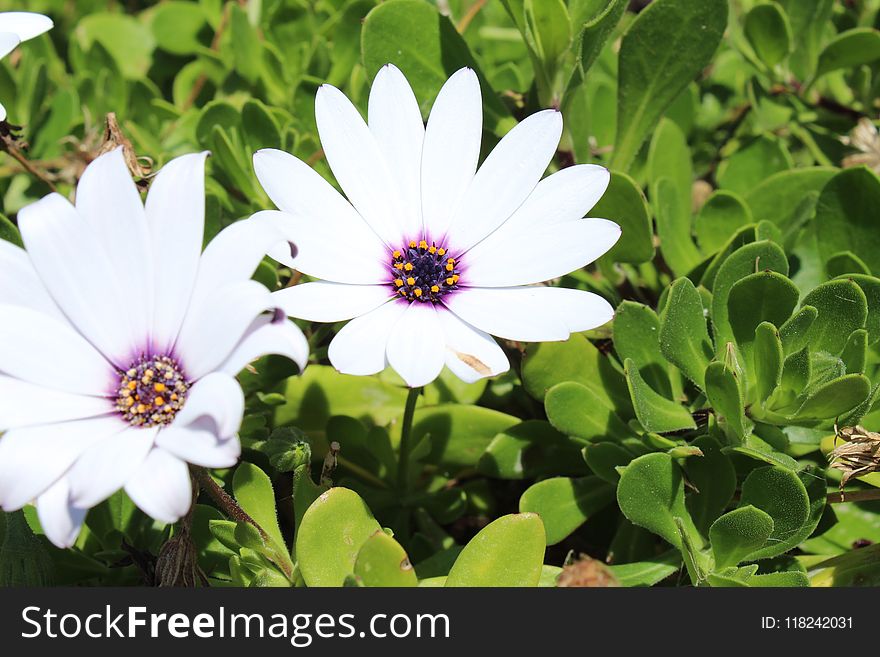 Flower, Plant, Flora, Flowering Plant