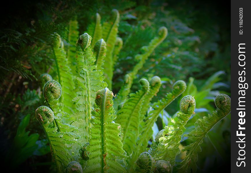 Vegetation, Seaweed, Ferns And Horsetails, Organism