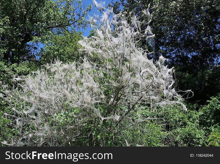 Plant, Tree, Vegetation, Flora