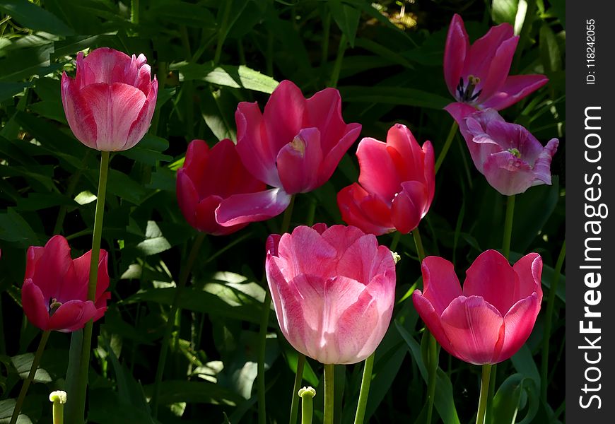 Flower, Plant, Flowering Plant, Tulip