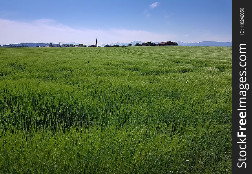 Grassland, Ecosystem, Prairie, Field