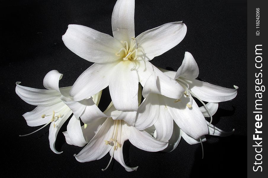 Flower, White, Plant, Lily