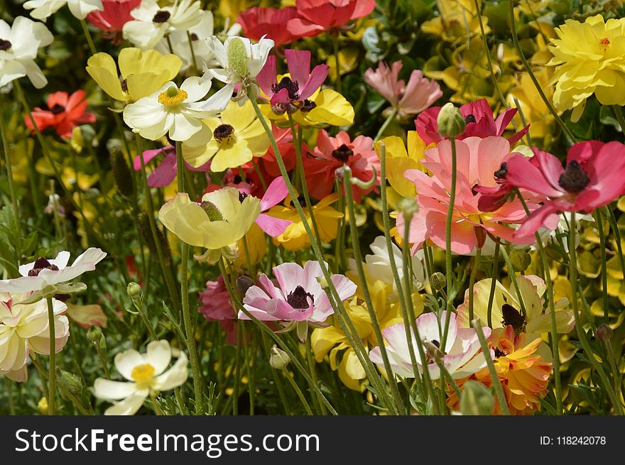 Flower, Plant, Flora, Flowering Plant