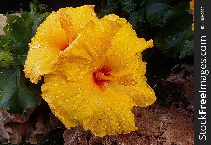 Flower, Yellow, Plant, Hibiscus