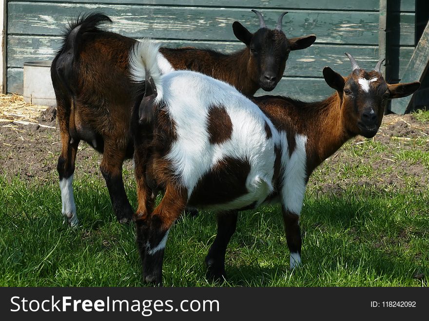 Goats, Goat, Fauna, Grass