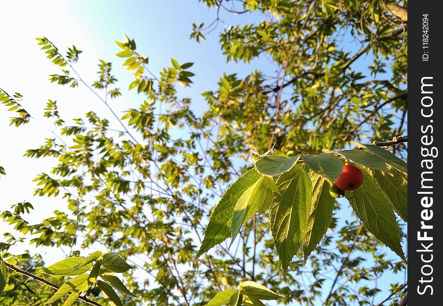 Tree, Leaf, Branch, Plant