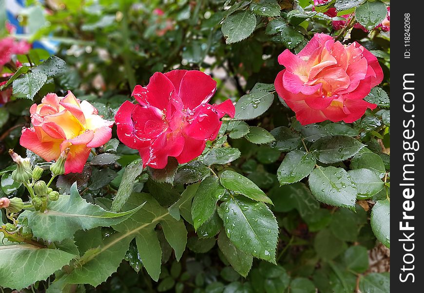 Flower, Plant, Rose, Rose Family