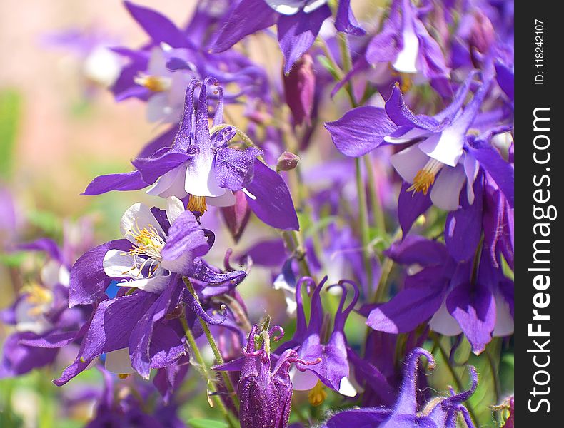 Flower, Flora, Plant, Purple