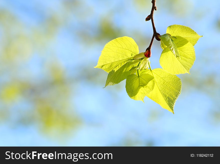 Leaf, Yellow, Branch, Spring