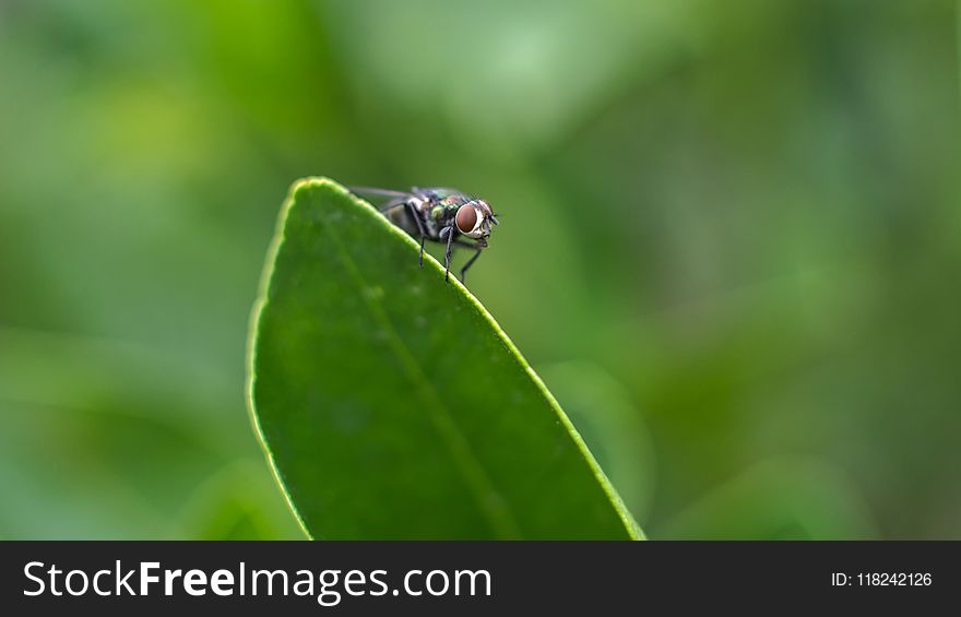 Insect, Macro Photography, Close Up, Leaf