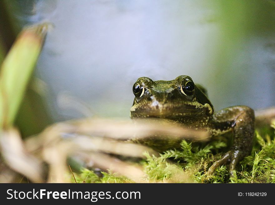 Ranidae, Toad, Amphibian, Frog
