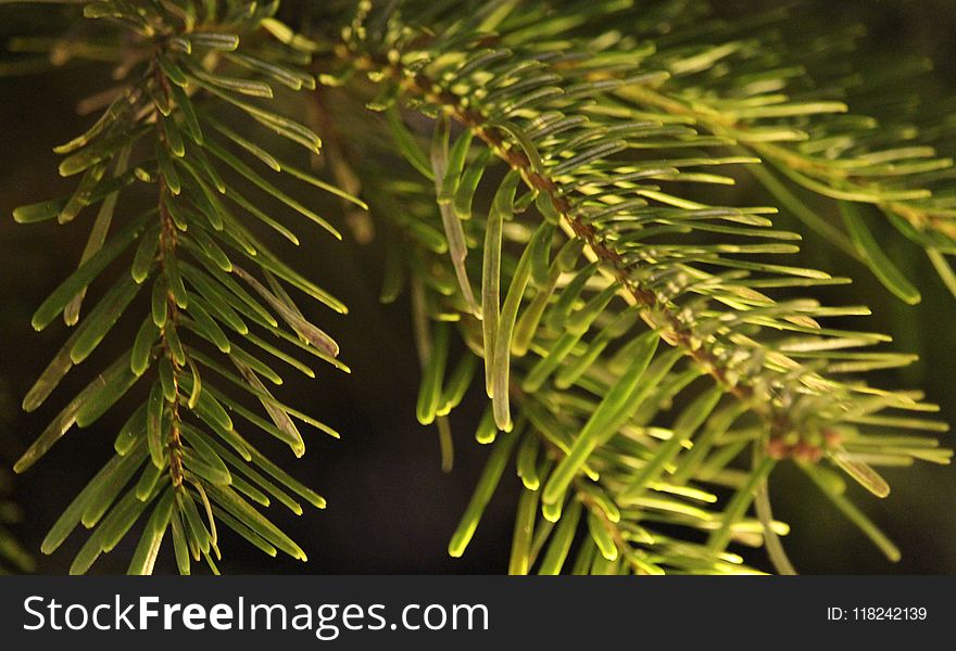 Branch, Pine Family, Tree, Spruce